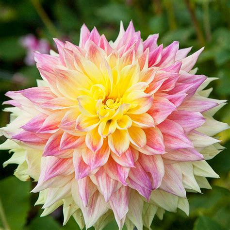 wholesale dahlia prices.